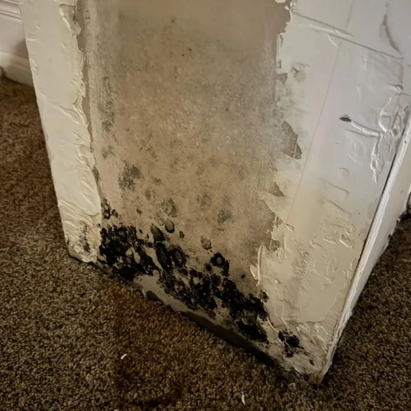 Professional Mold Removal in Fort Defiance, AZ